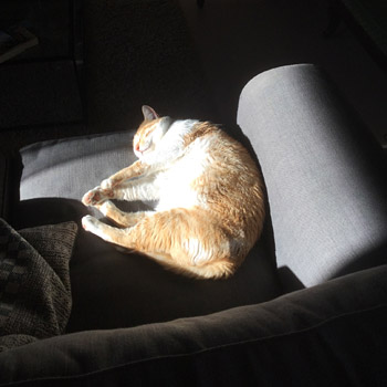 Le chat de la maison d'hôtes La ferme de Félix confortement installé